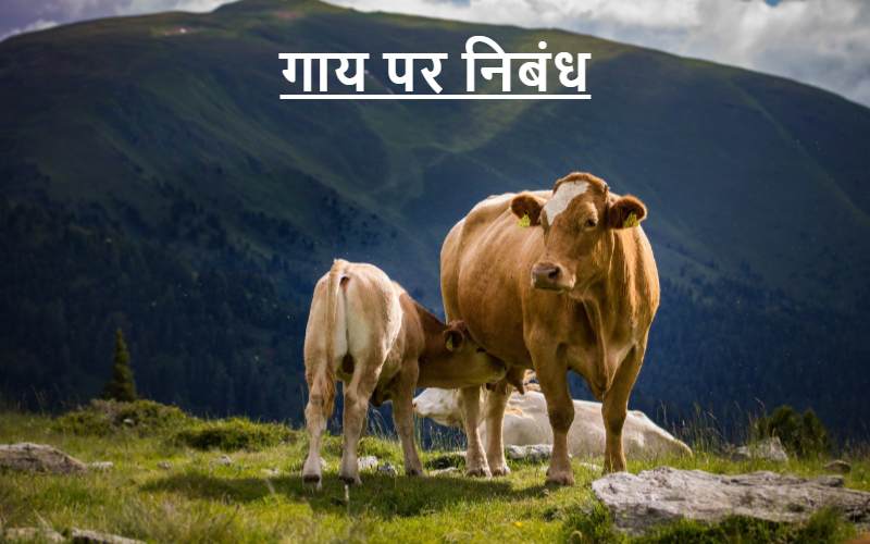 Essay on Cow