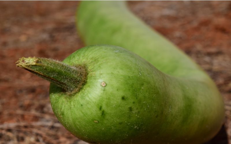 Bottle Gourd