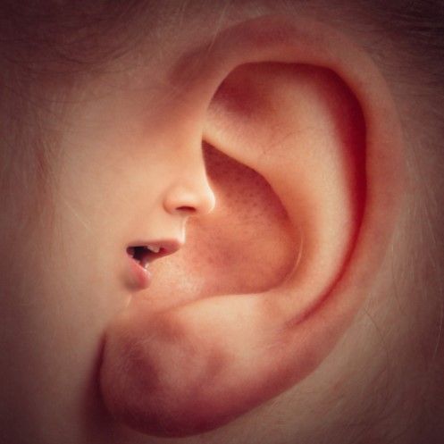 Ear