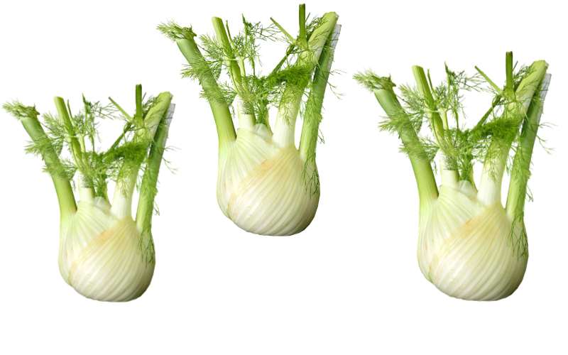 Fennel