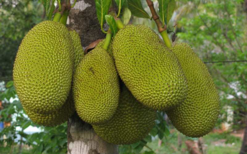 Jackfruit