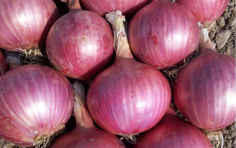 Onion