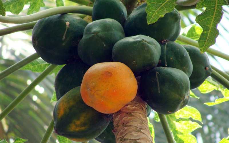 Raw Papaya