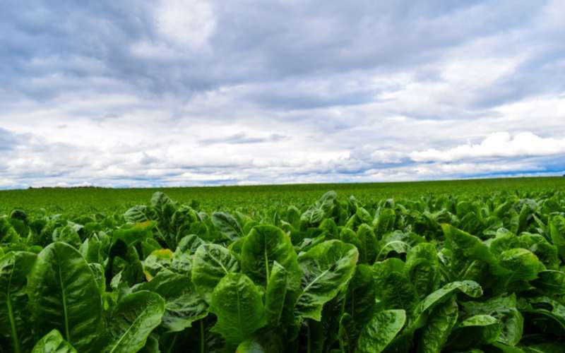 Romaine Leaf