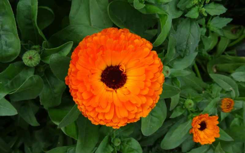 Pot marigold