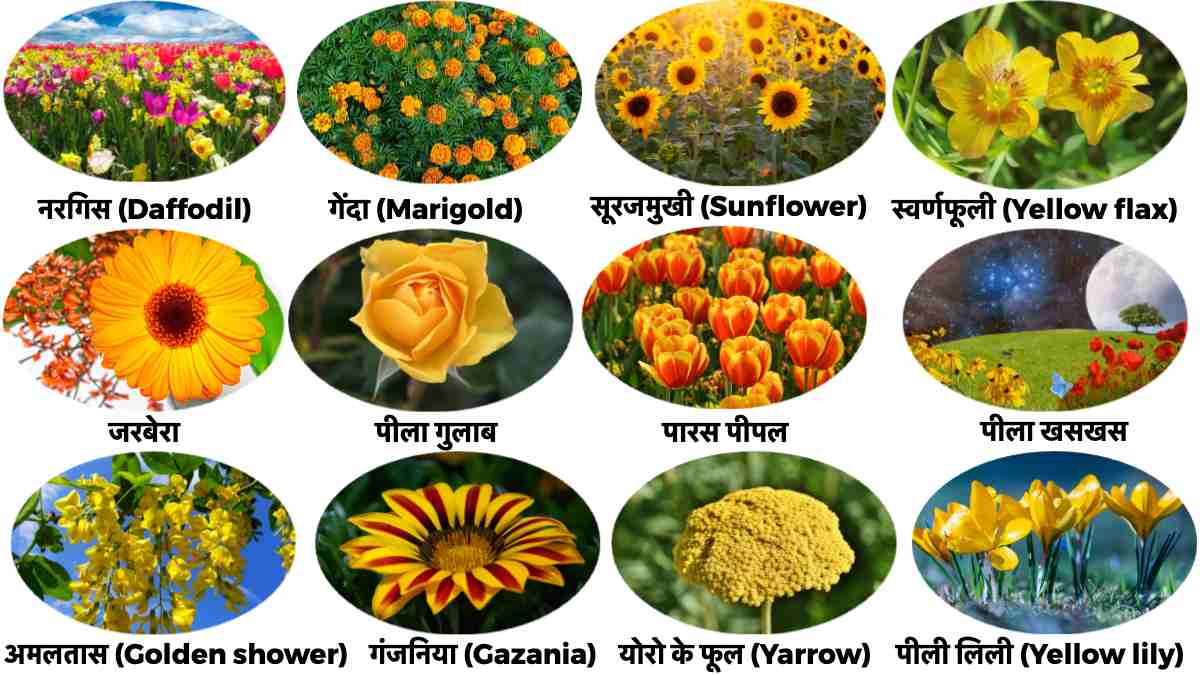 Yellow Flowers Name in Hindi | 20+ पीले फूलों के नाम - Easy Hindi Vyakaran