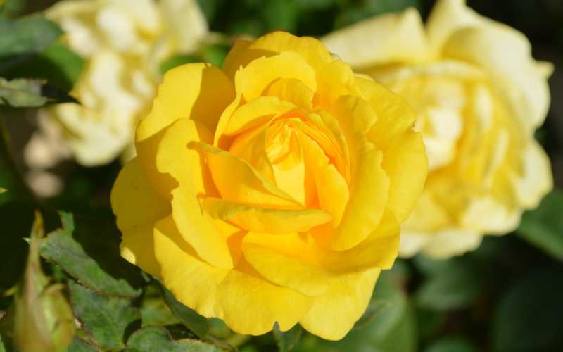 yellow Rose